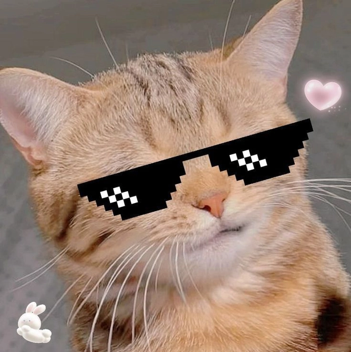 Ảnh mèo ngầu meme cười mỉm