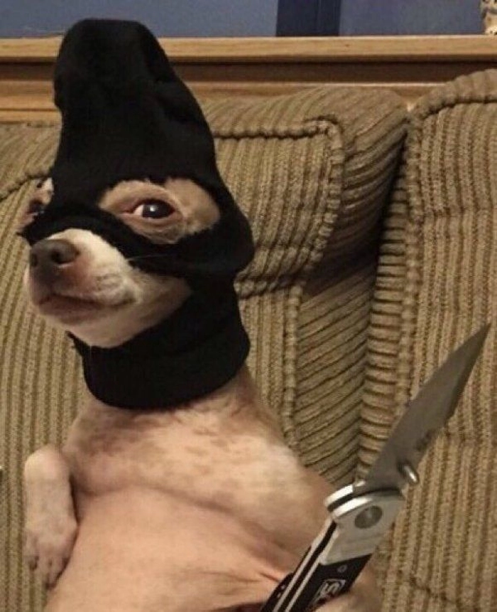 Chihuahua meme bá đạo