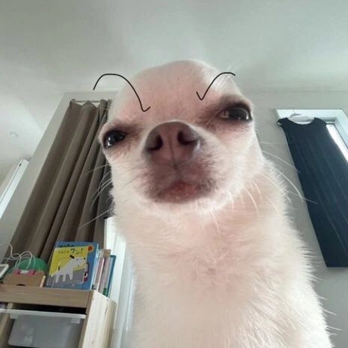 Chihuahua meme cười xỉu