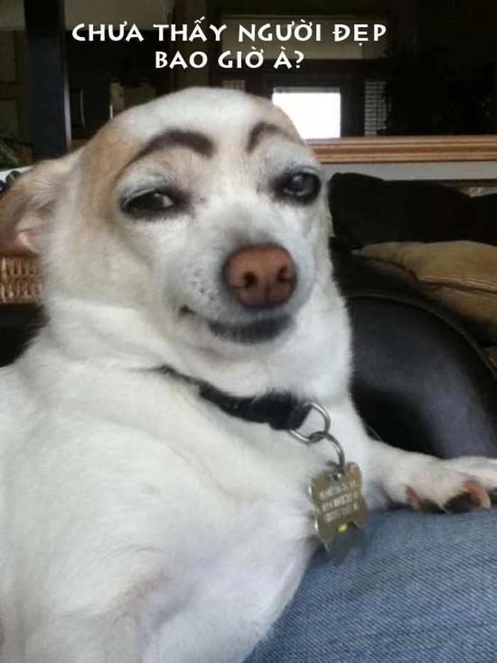Chihuahua meme phản dame