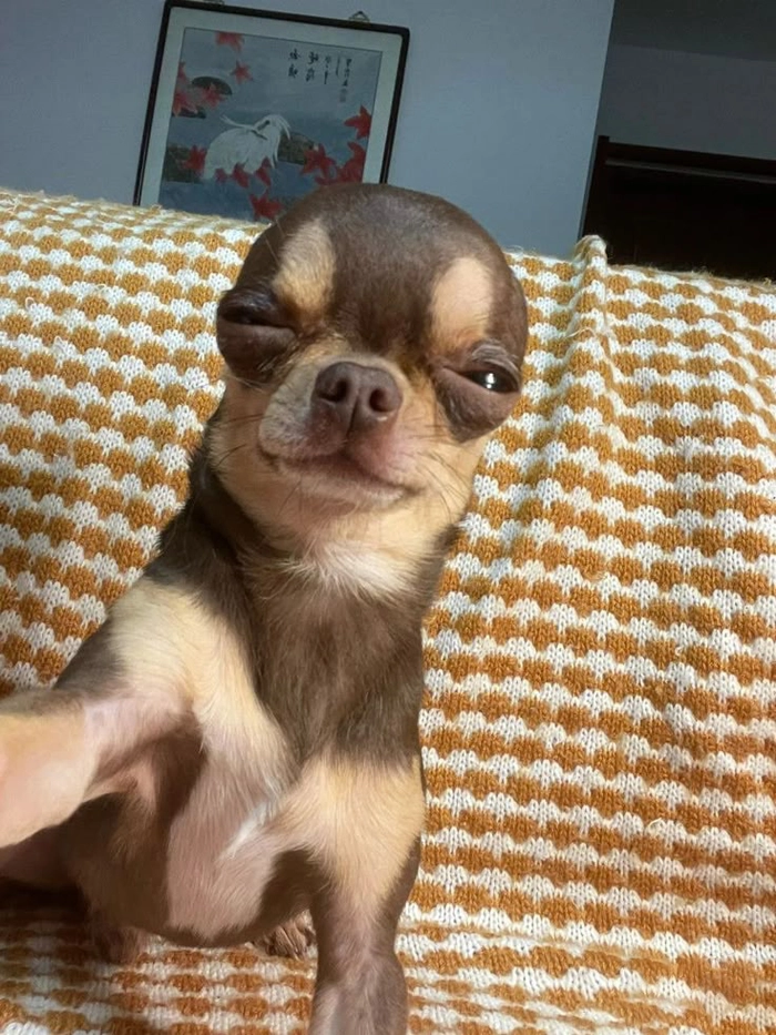 Chihuahua meme siêu bựa