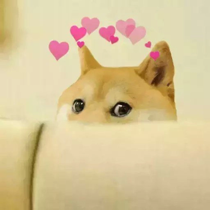Chó Cheems ngố tàu meme