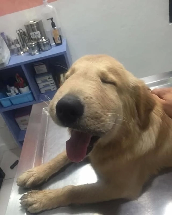 Chó bị ong đốt meme siêu buồn cười