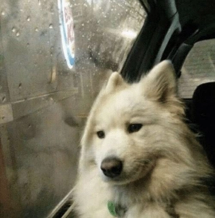 Chó buồn nhìn xa xăm meme