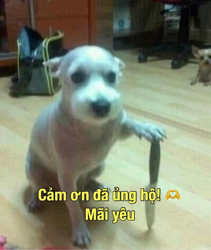 Chó cầm dao meme gây cười