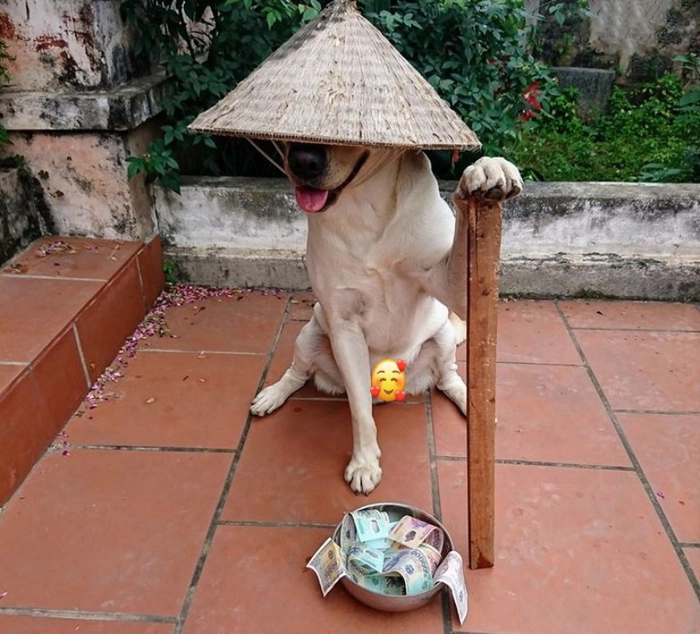 Chó cầm gậy meme chất lừ