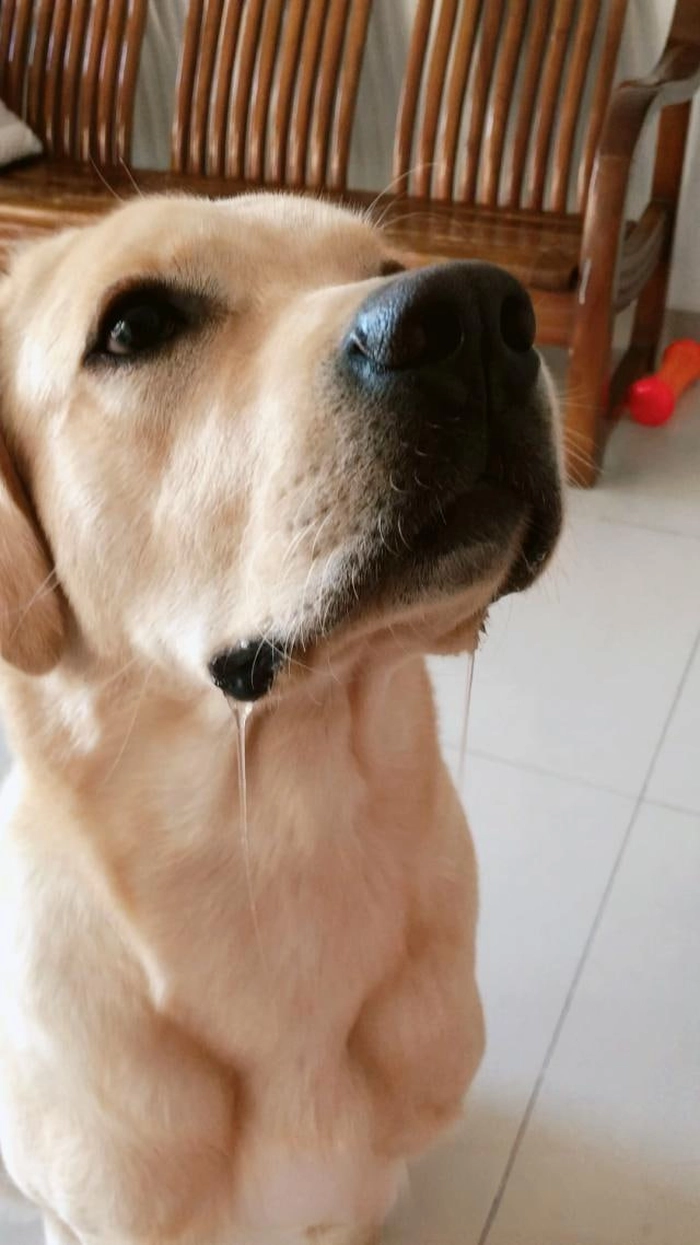 Chó chảy nước dãi meme cực đỉnh