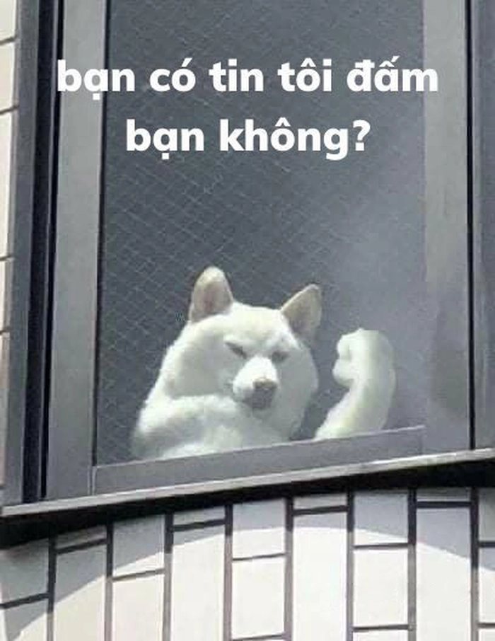 Chó cơ bắp meme siêu ngầu
