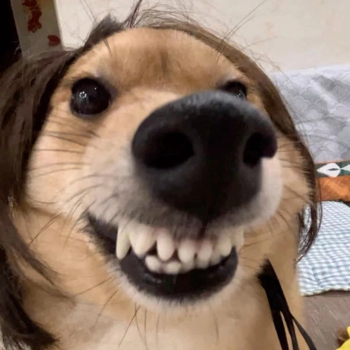 Chó cười meme nhe răng