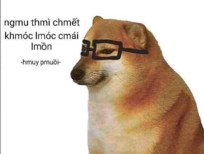 Chó đeo kính meme cute lạc lối