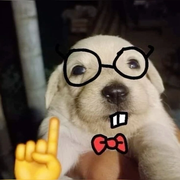 Chó đeo mắt kính meme học giả