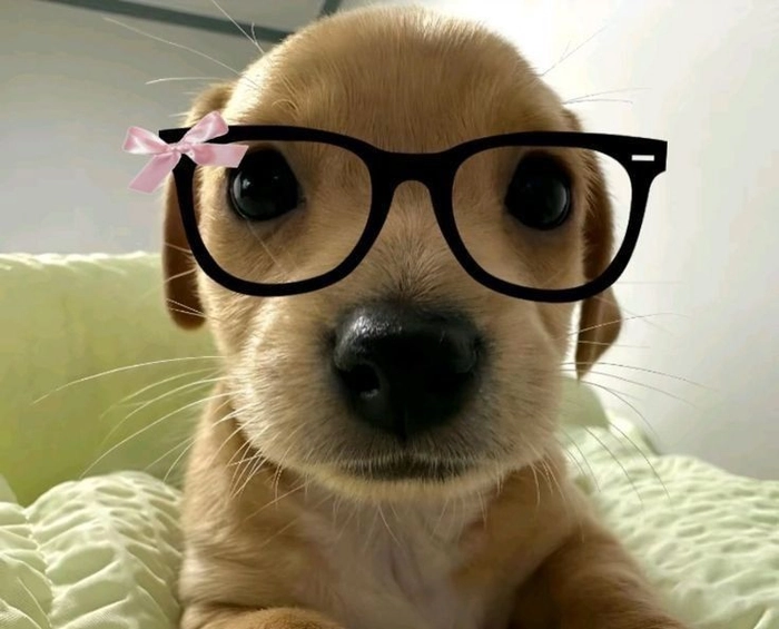 Chó đeo mắt kính meme ngầu bá cháy