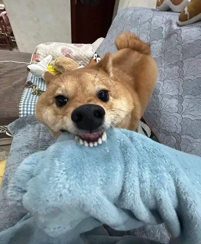 Chó gặm chăn meme dễ thương