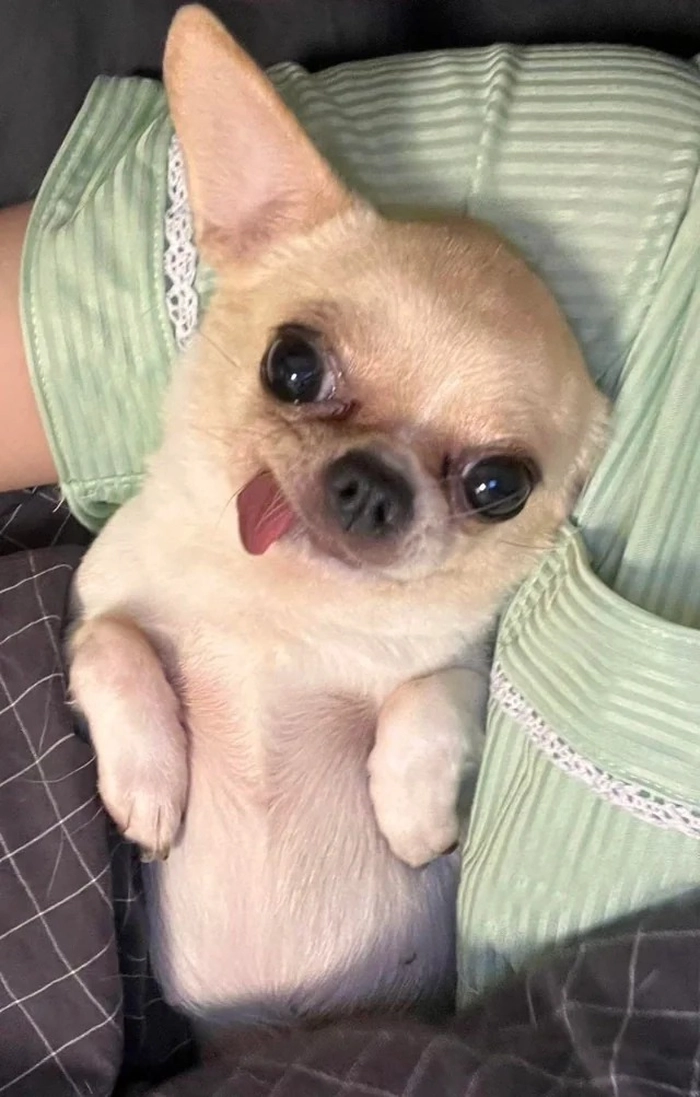 Chó lè lưỡi meme meme hot