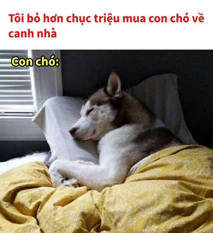 Chó ngủ meme