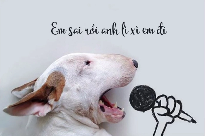 Chó sục bò meme cosplay siêu bựa