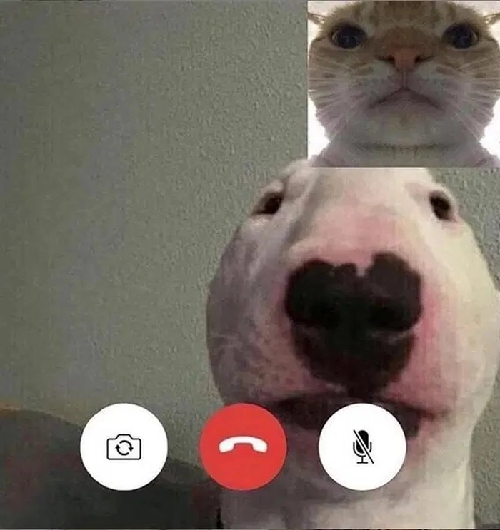 Chó sục bò video call với mèo cam