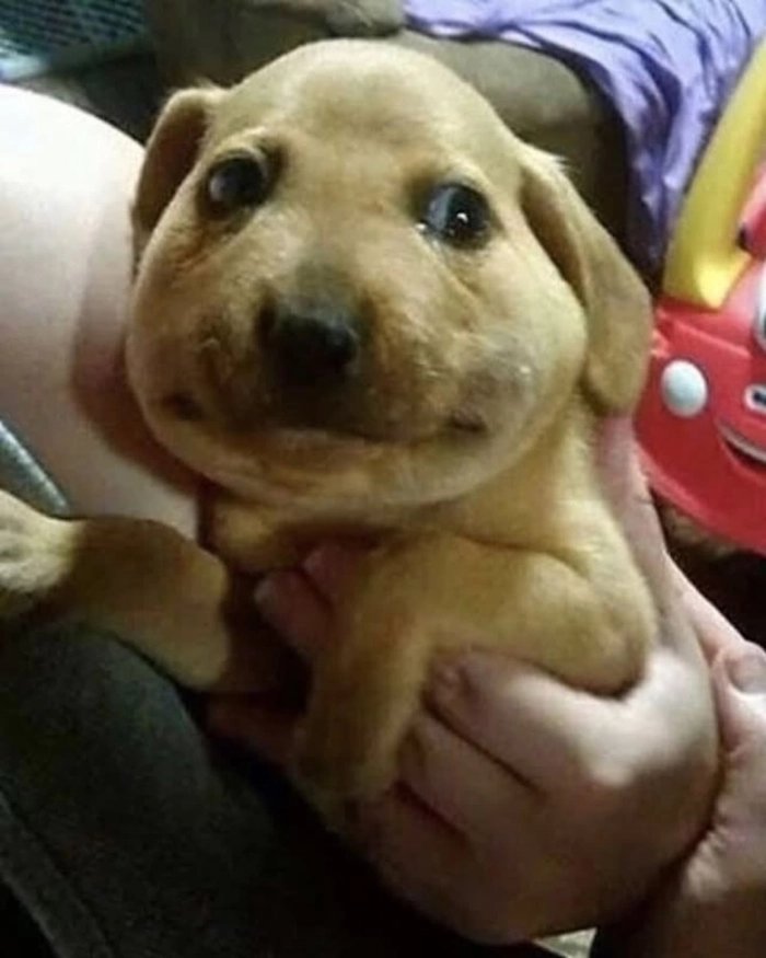 Con chó bị ong đốt meme gây cười