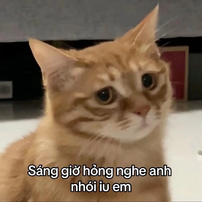 Con mèo cam meme biểu cảm buồn