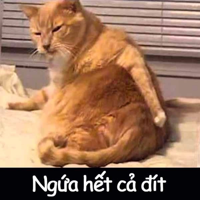 Con mèo cam meme cute ngầu