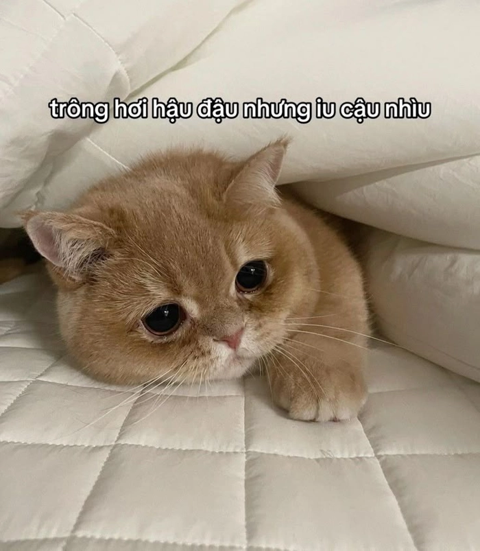 Con mèo cam meme đáng yêu
