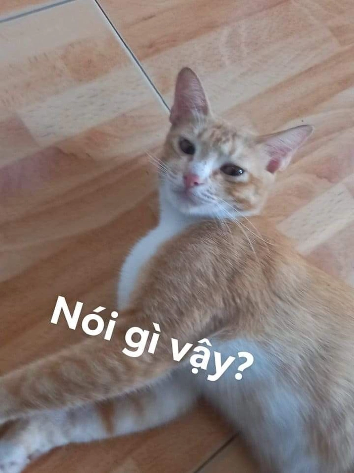 Con mèo cam meme khó hiểu