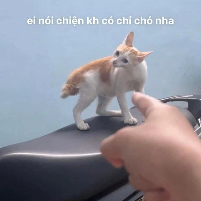 Con mèo cam meme khuôn mặt hài