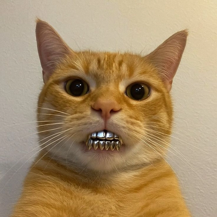 Con mèo cam meme lắp răng giả
