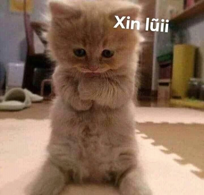 Con mèo cam meme lầy lội