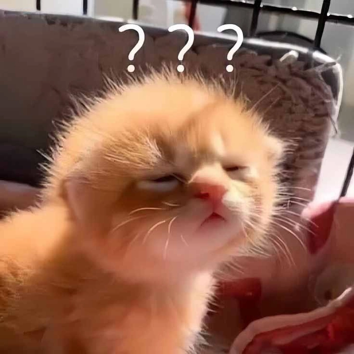 Con mèo cam meme lơ ngơ