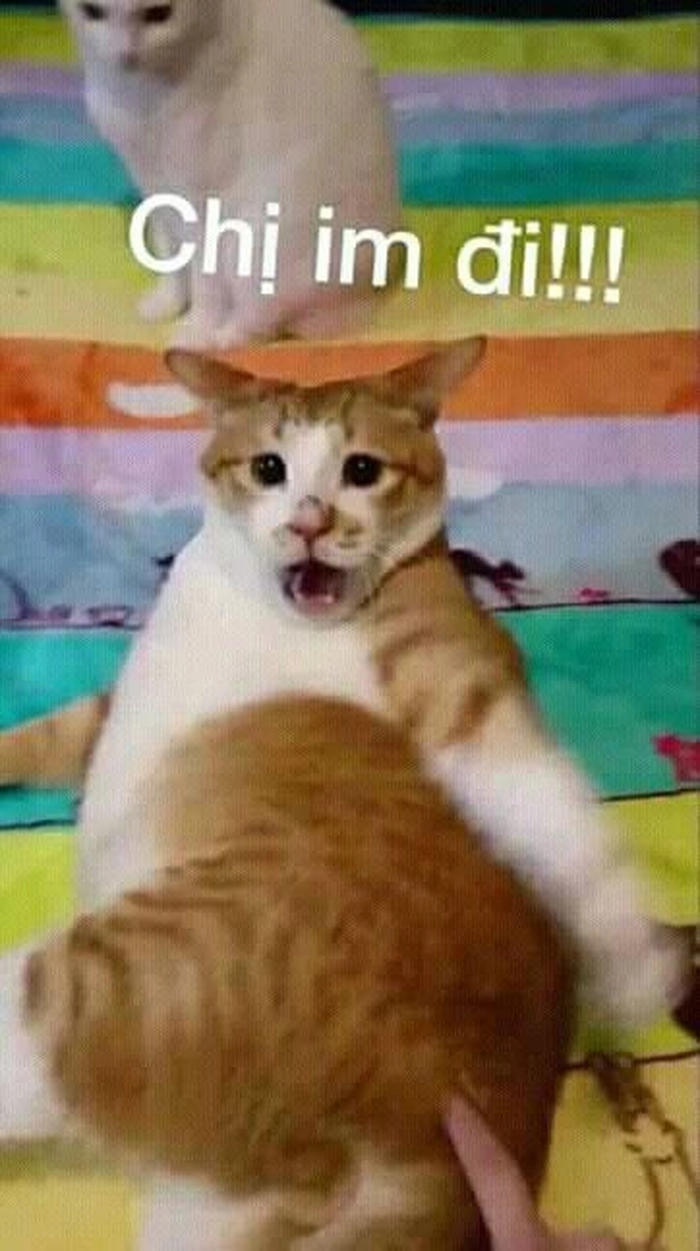 Con mèo cam meme lườm gắt