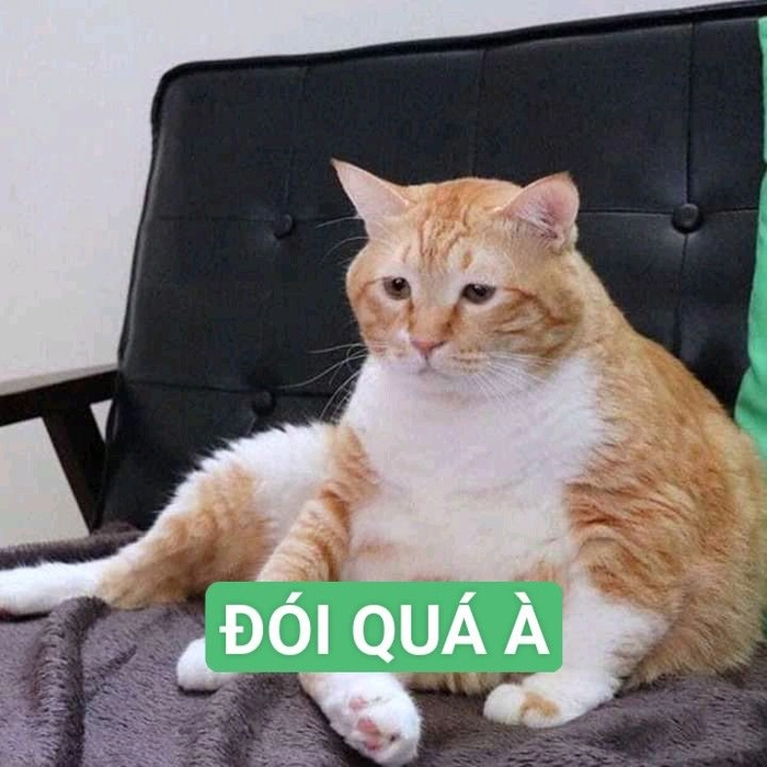 Con mèo cam meme mặt ngu