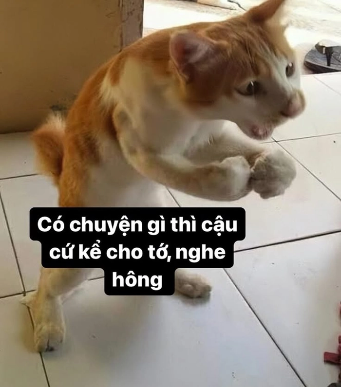 Con mèo cam meme nhìn nghiêng