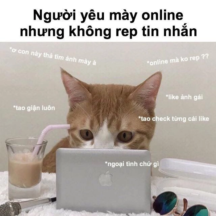 Con mèo cam meme troll bá đạo