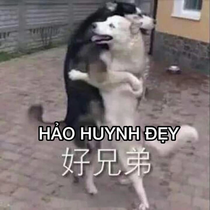 Hình 2 con chó meme hài hước