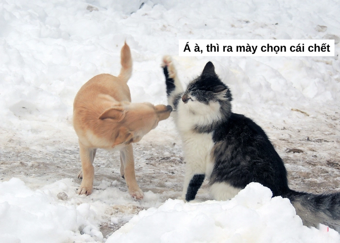 Hình ảnh chó mèo meme ngộ nghĩnh