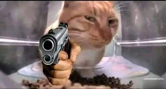 Hình ảnh con mèo cầm súng meme