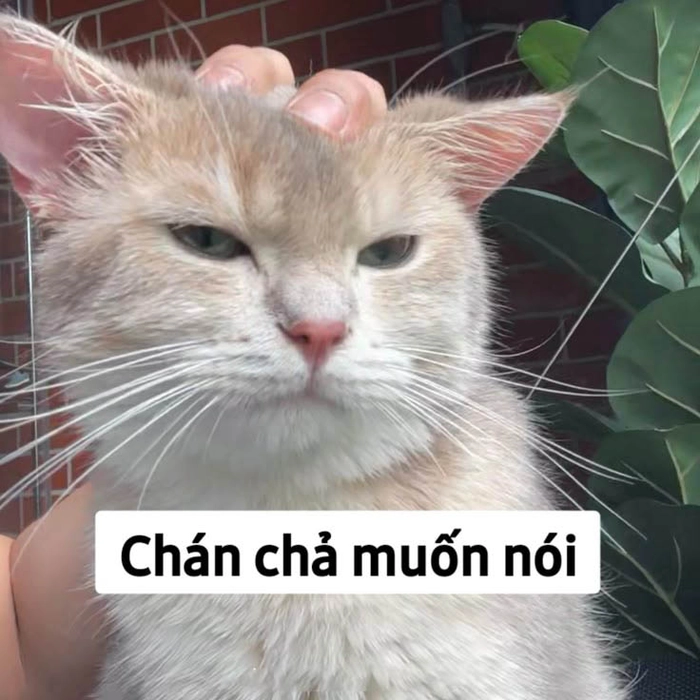 Hình ảnh meme con mèo mệt mỏi