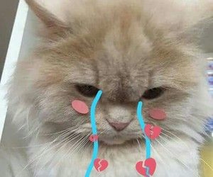 Hình ảnh meme mèo buồn cute