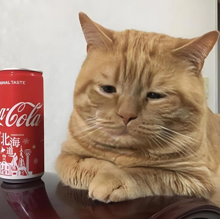 Hình ảnh meme mèo buồn độc lạ