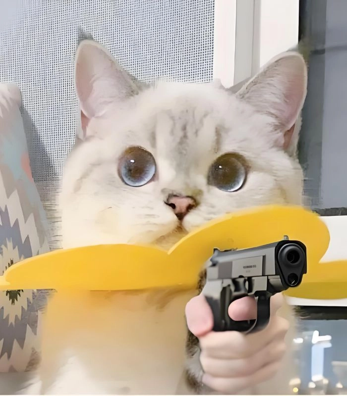 Hình ảnh meme mèo cầm súng ngầu