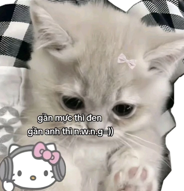 Hình ảnh meme mèo cute độc đáo