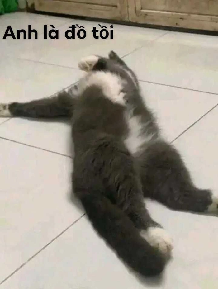Hình ảnh meme mèo cute hài