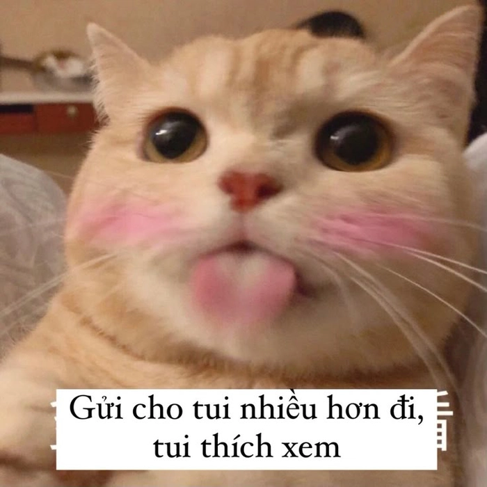 Hình ảnh meme mèo cute lém lỉnh