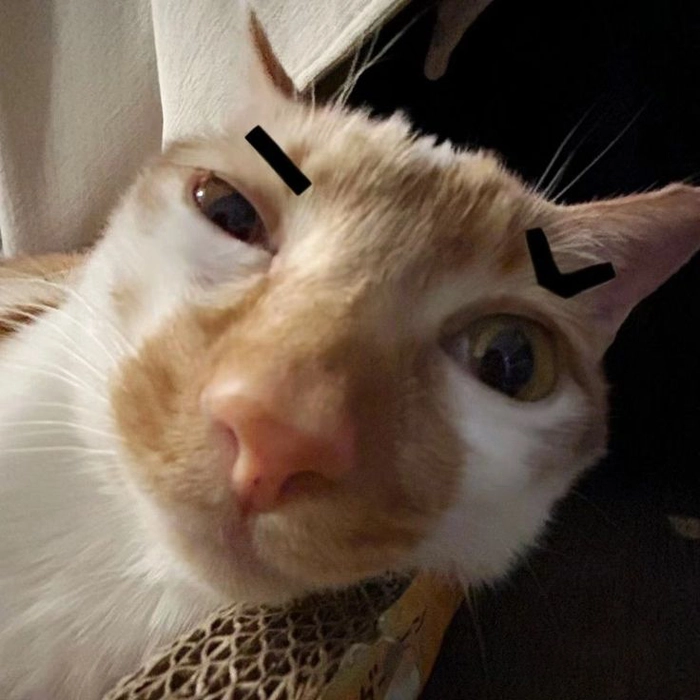 Hình ảnh meme mèo cute siêu yêu