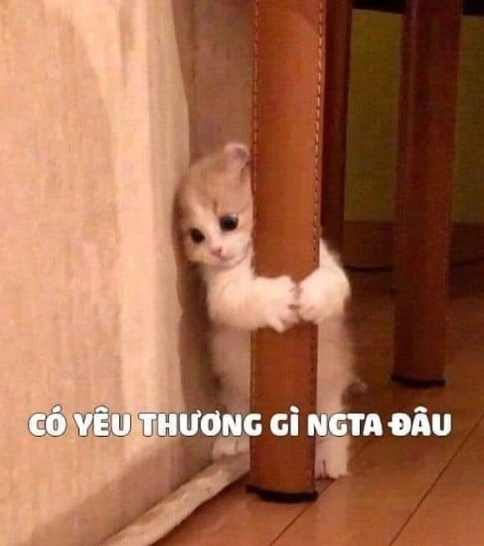 Hình ảnh meme mèo giận cá chém thớt