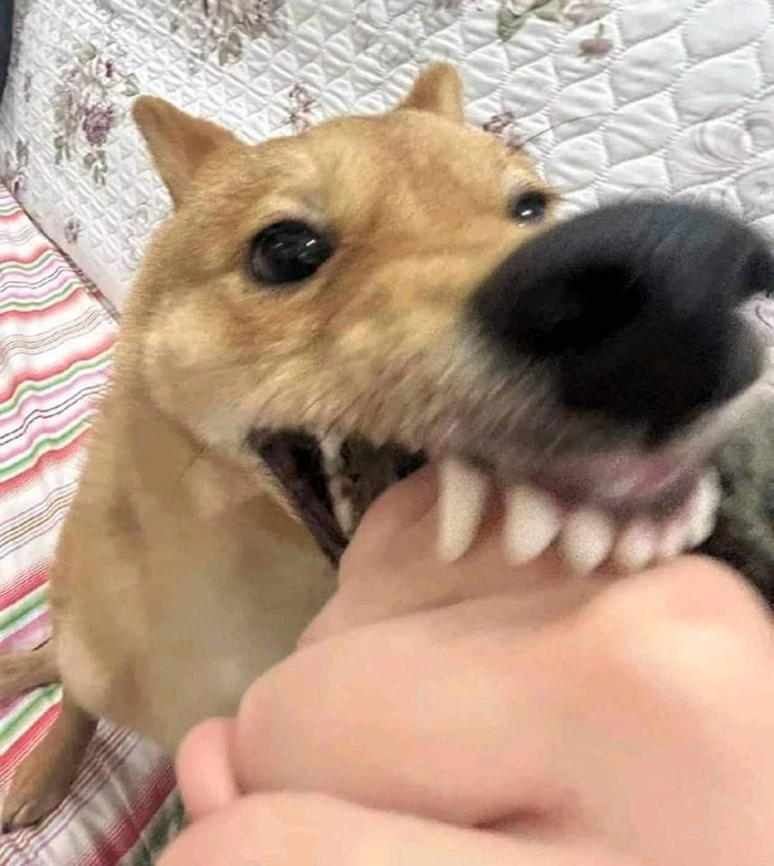 Hình chó gặm meme chế