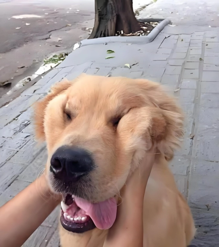 Hình meme chó bịt tai