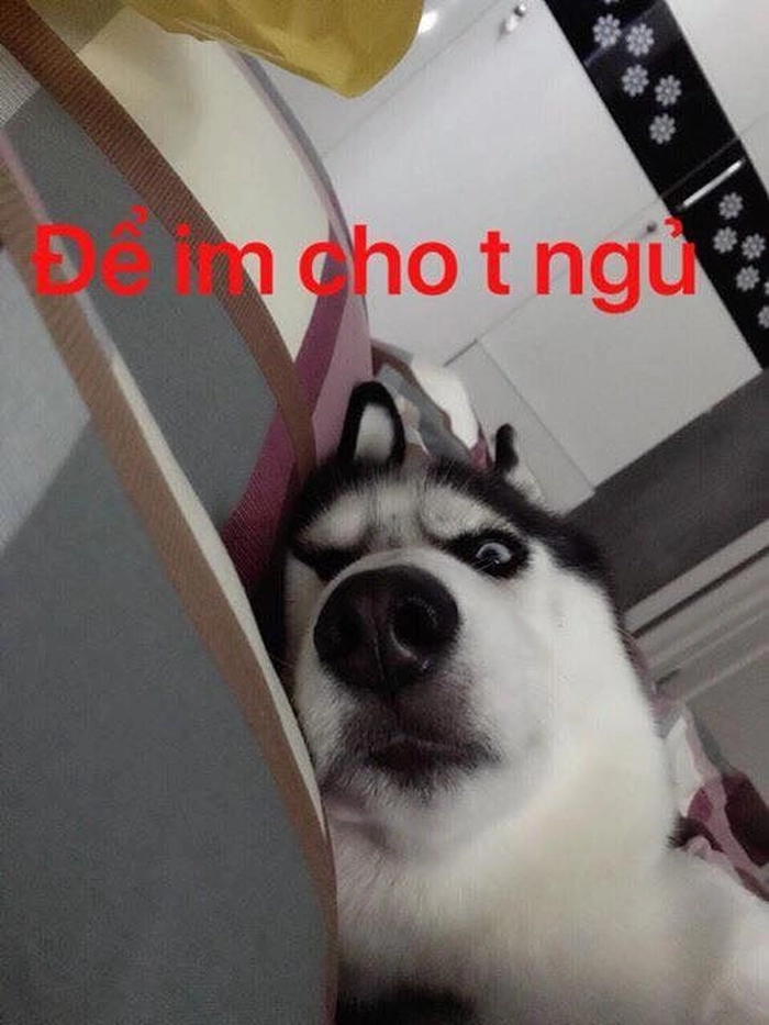 Hình meme chó ngủ