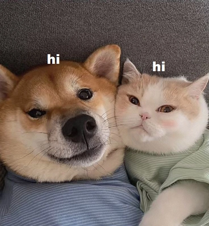 Hình meme chó và mèo cute